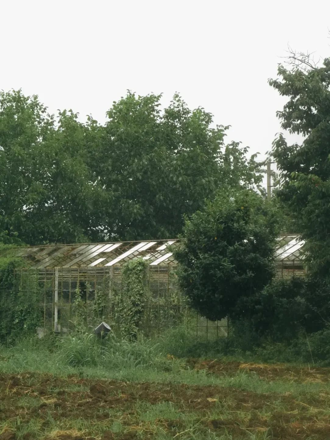 Evergreen Glasshouse