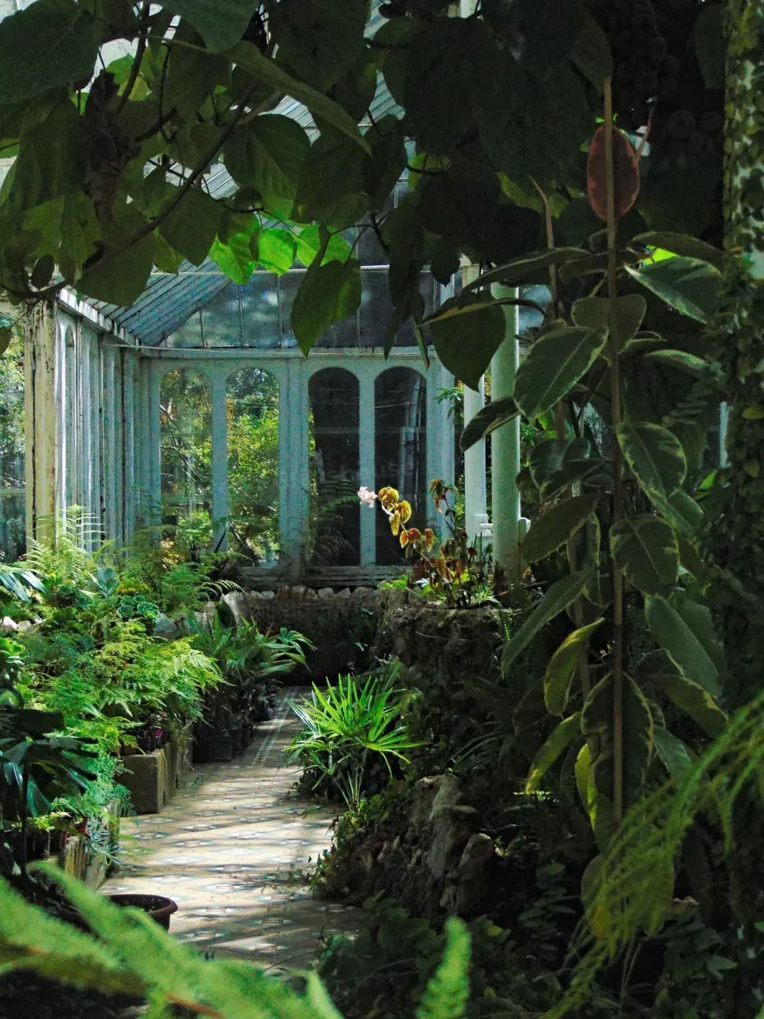 Evergreen Glasshouse 1