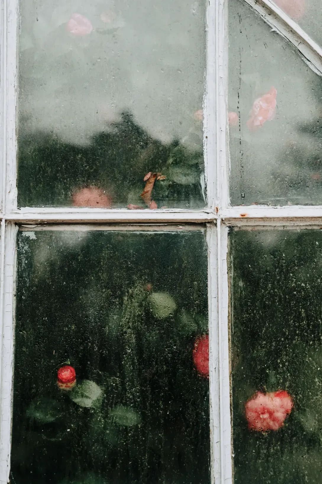 Evergreen Glasshouse 12