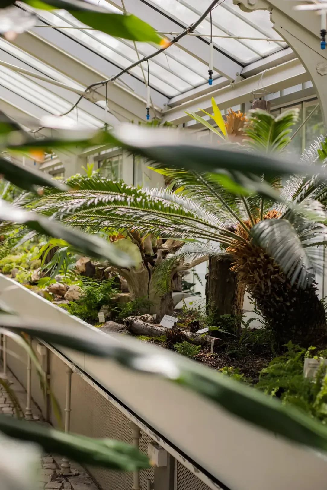 Evergreen Glasshouse 13