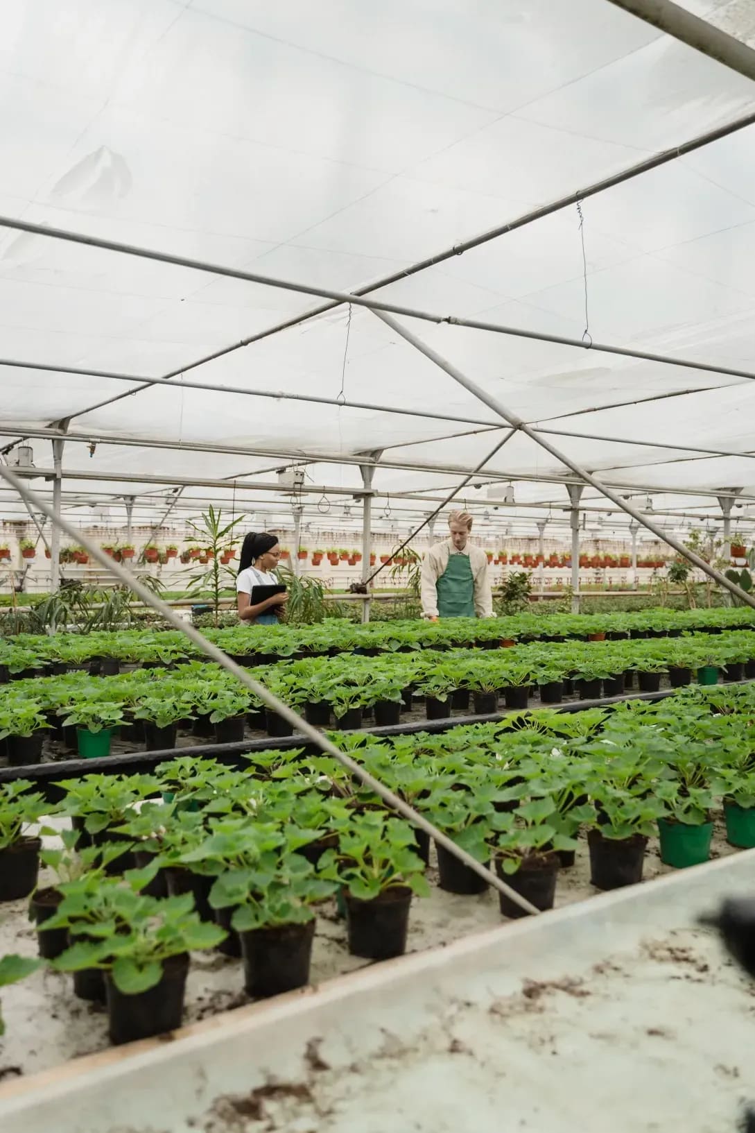 Evergreen Glasshouse 3
