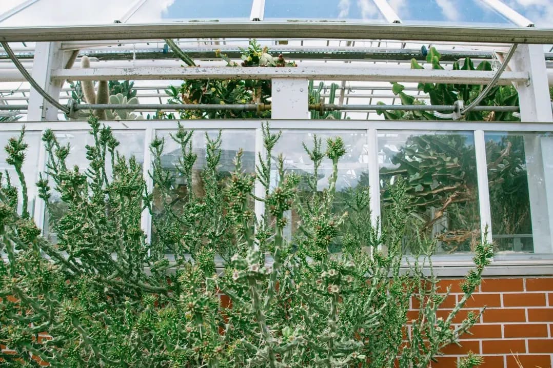 Evergreen Glasshouse 4