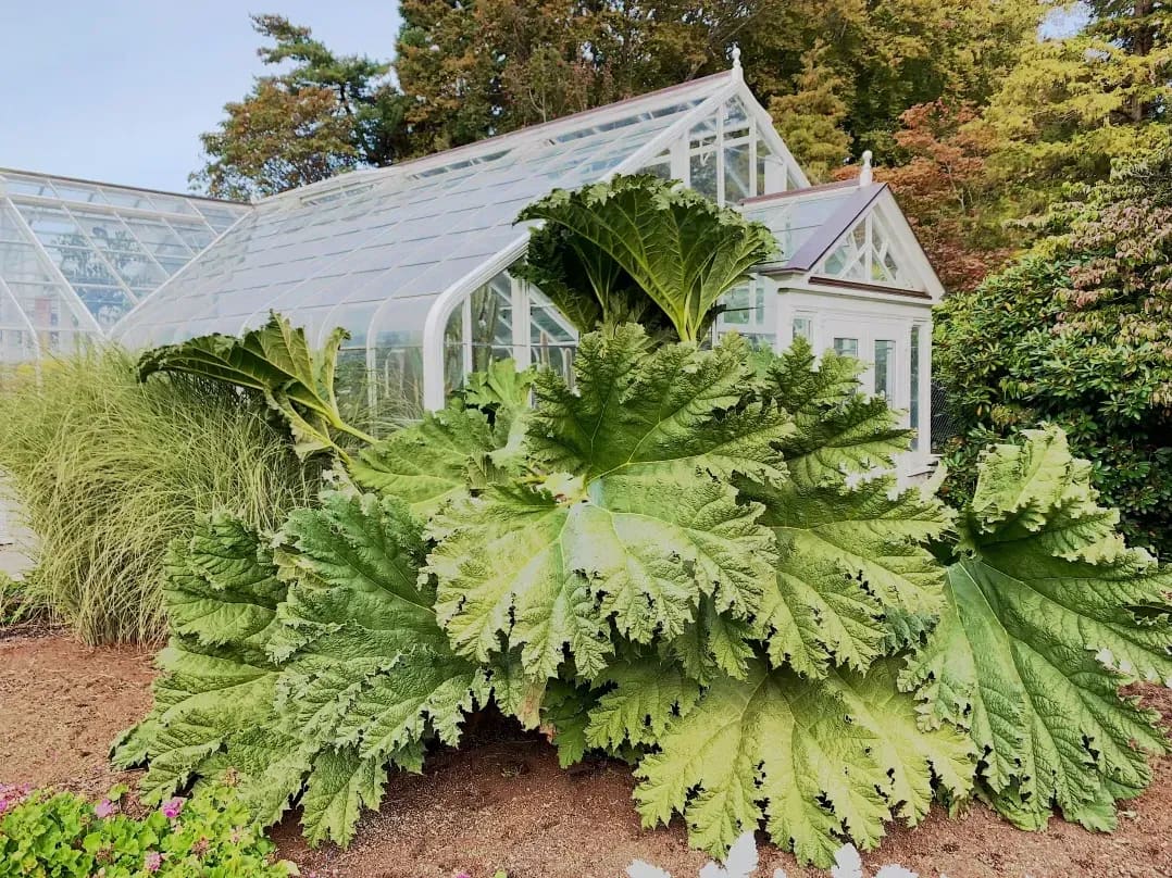 Evergreen Glasshouse 7